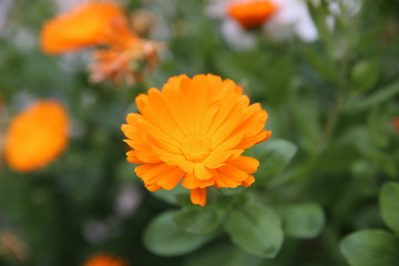 flower, orange, nature, garden, green, plant, calendula, marigold, summer, flowers, yellow, petal, flora, beauty, macro, spring, blossom, daisy, bloom, red, close-up, color, leaf, floral, bright 