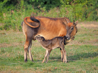 cow in Southern of Thailand.