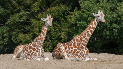 Giraffe