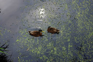 Lovebirds