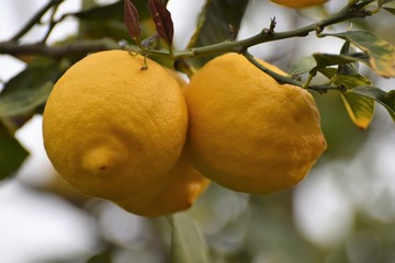 lemon fruit tree
