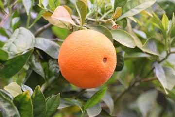 orange tree Cyprus