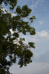 Weiße Wolken am blauen Sommer Himmel