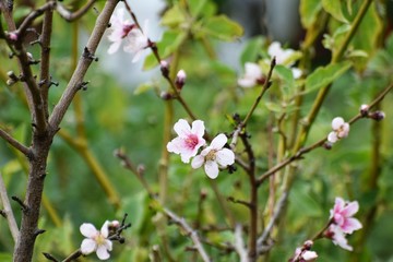 Cyprus spring tree