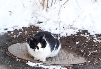 Beautiful black and white cat sitting on the hatch 