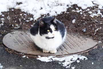 Beautiful black and white cat sitting on the hatch 