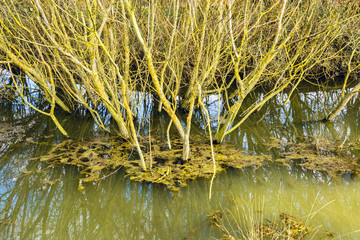 Leafless trees and moss in the muddy shallow river in UK Spring - seasonal nature background - 1