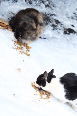 Stray cats eat on the street food in winter  
