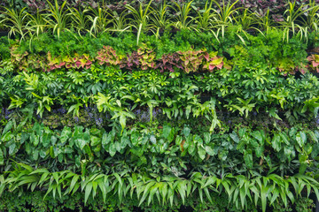 the vertical garden on the wall