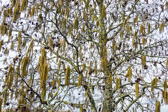 Catkins of Alder tree in early Spring in UK - seasonal nature abstract