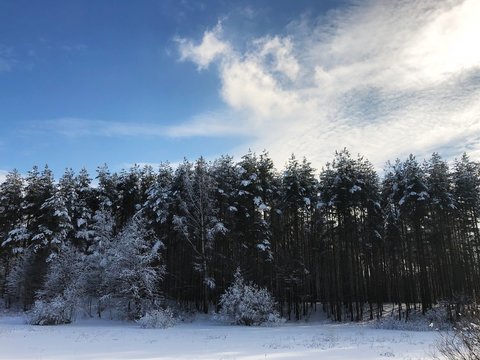Fototapeta Beautiful winter trees in the snow in the forest 