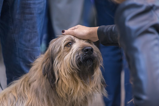 DOG SHOW GIRONA March 17, 2018,Spain, dog breed Catalan Sheepdog