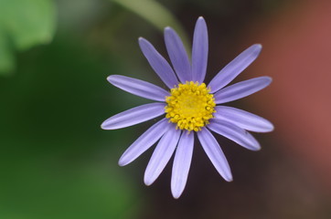 Obraz premium ブルーデイジー