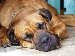 boerboel