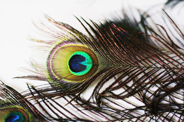 Peacock feathers on white background