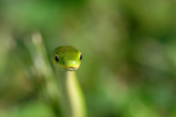 Green Snake