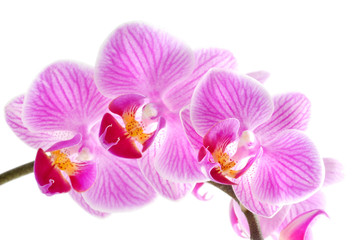 Fototapeta na wymiar Pink orchids, flower isolated on white background.