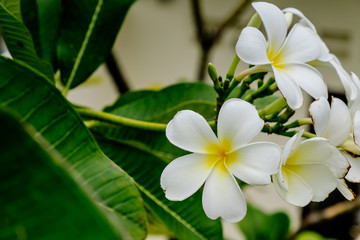 Fototapeta na wymiar Frangipani tropical flowers in Bangkok