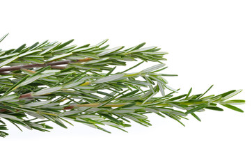 Rosemary isolated on white background
