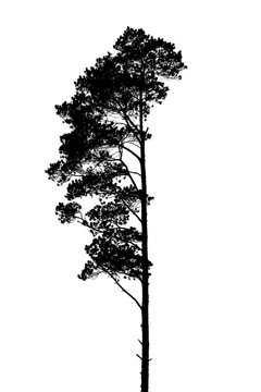Black and white silhouette of a lonely single pine tree