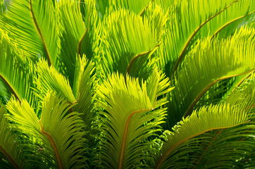 Sun shining through a radiating green leaf. Natural background texture.