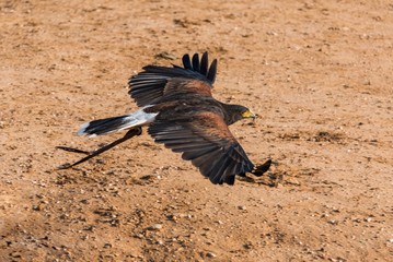 Harris hawk trained bird flying