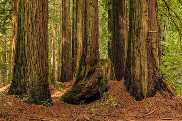 Mossy tree trunks of sequoias the Redwoods Forest in California