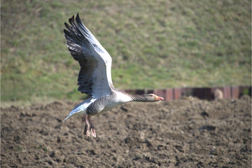 Graugans im Abflug