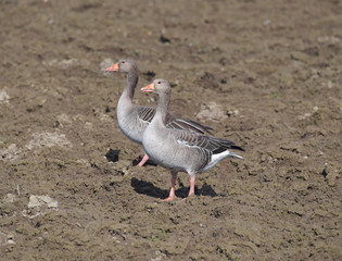 Graugänse im Acker