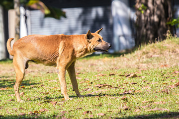 Stray dogs, standing on green grass