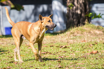 Stray dogs, standing on green grass