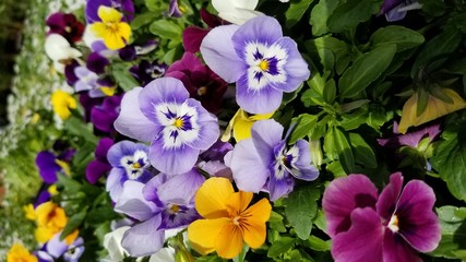 Purple's Bloom