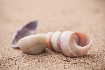 closeup of seashell on the beach