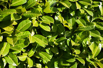 Fototapeta na wymiar Green Leaves Leaf Plant Bush Nature Black Berries Bloom Sun Sunshine Bright Colorful
