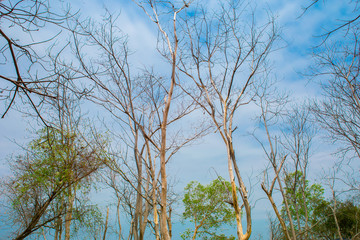  Plant Part, Tree, Abstract, Accidents and Disasters