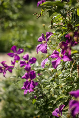 Obraz premium Blooming purple clematis on the lattice of the arch