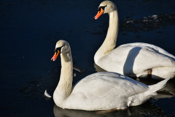 Two White Swans Ice Water Winter Cold Sun Sunshine Birds Ducks