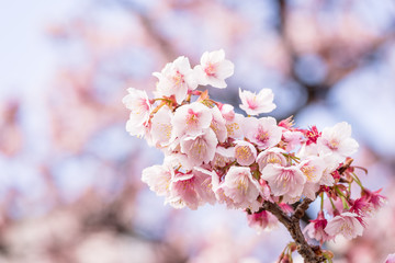 熱海桜の花