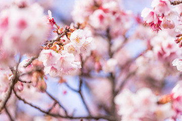 熱海桜の花