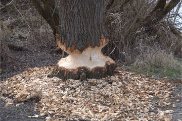 Biber war am Baum © MEISTERFOTO