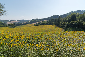 campo di girasoli