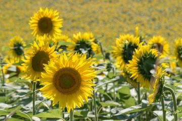 campo di girasoli