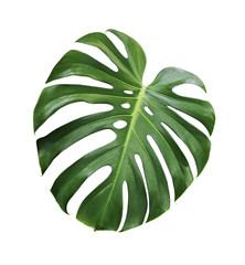 Monstera deliciosa tropical leaf isolated on white background with clipping path - obrazy, fototapety, plakaty