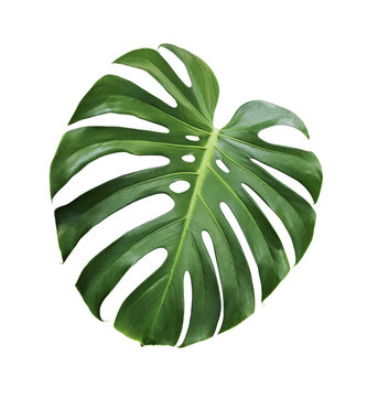 Fototapeta Monstera deliciosa tropical leaf isolated on white background with clipping path