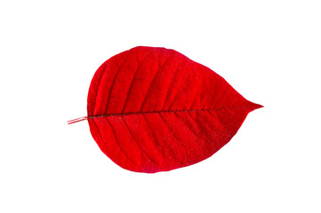 Close-up of  red leaf on white