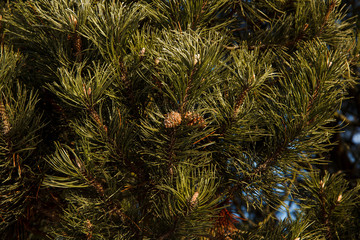 Сосна © elenae333