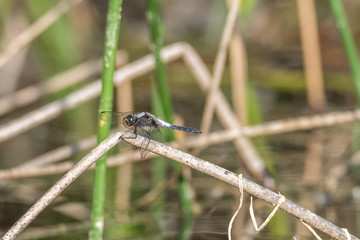 Kanada - Libelle im Schilf am Dutch Lake in Clearwater