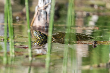 Kanada - Schildkröte mit Wasserspiegelungimm Dutch Lake in Clearwater