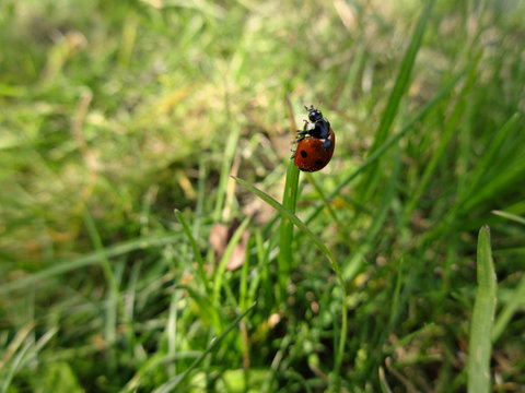 Little ladybug crawls on the blade of grass on a Sunny day among the green grass
