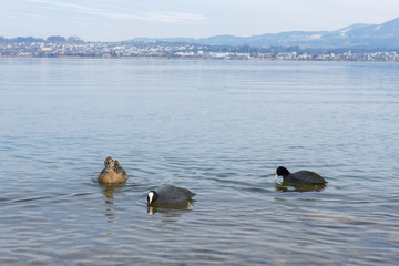 Enten im Wasser am schwimmen